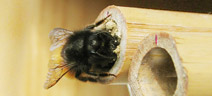 Osmia Cornuta