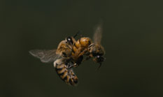 Makroaufnahme zweier Bienen im Flug.