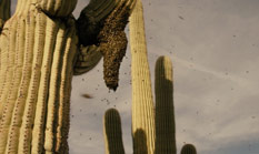 Bienen an Kaktus. USA.