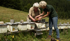 Heidrun und Laine Singer begutachten einen Bienenstock in den Schweizer Alpen.