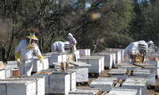 Industrieller Einsatz von Bienen in der Landwirtschaft.