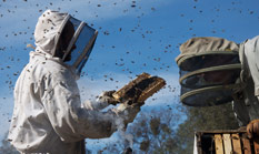 Imker begutachtet Bienenwabe.